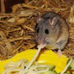 Mouse Bait: Products That Can Be Toxic If Used Incorrectly