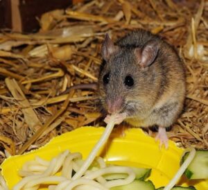 Appâts anti-souris : Des produits qui peuvent intoxiquer s’ils sont mal utilisés